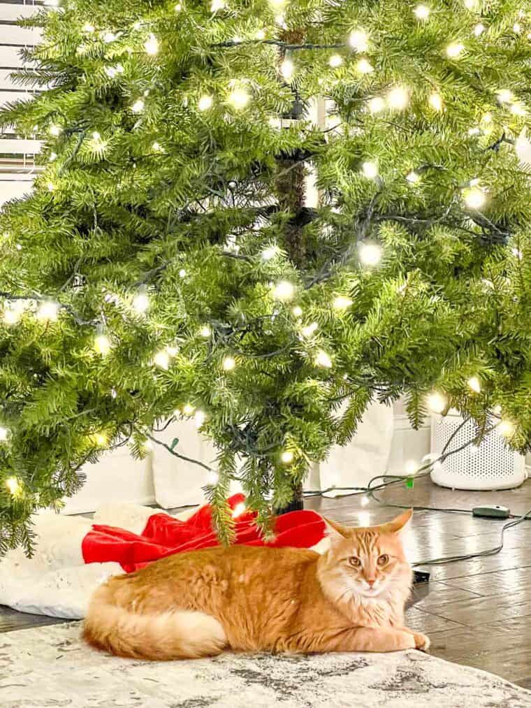 cat sitting under the christmas tree