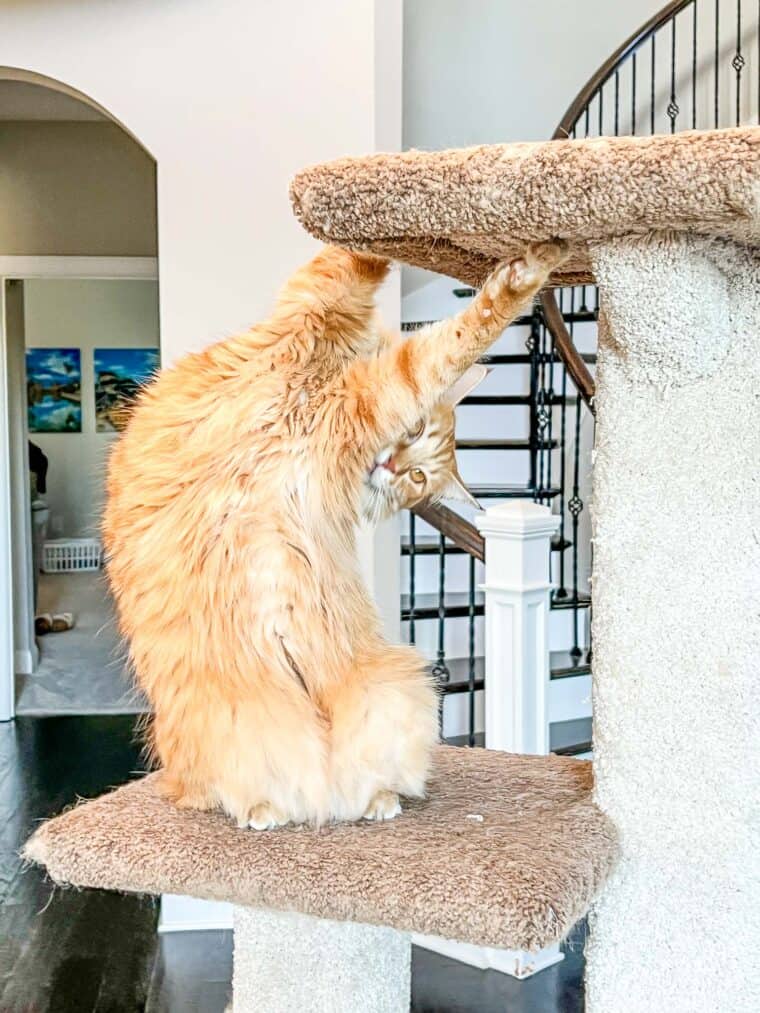 cat playing on the cat tower