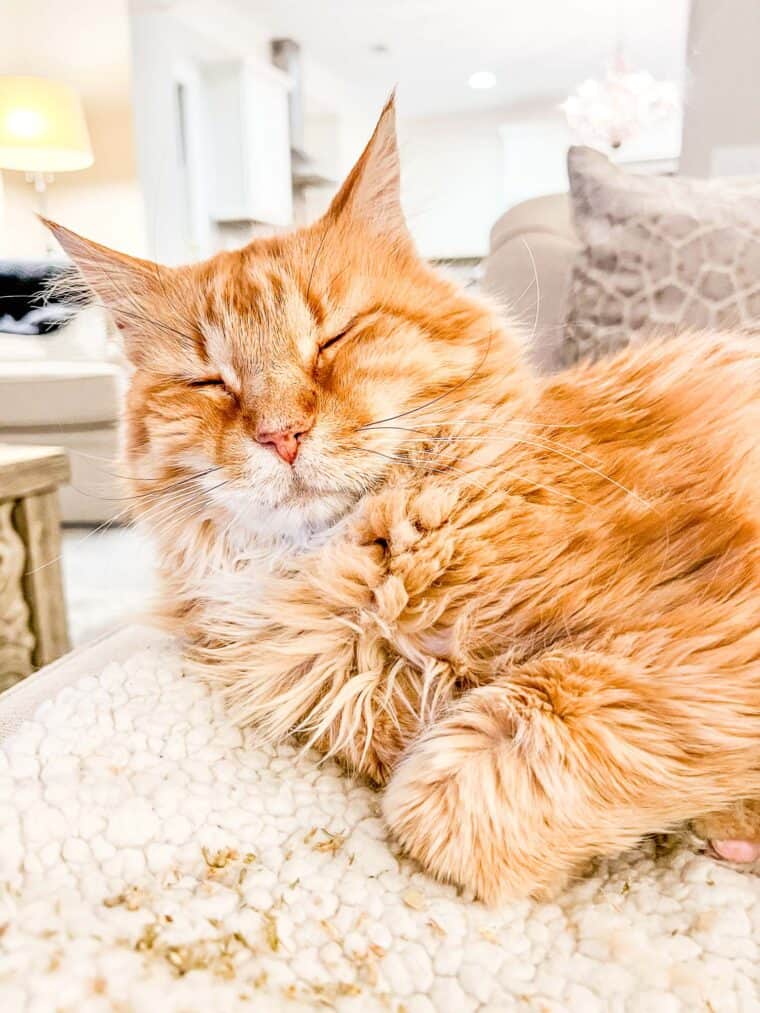 orange cat sleeping on sofa