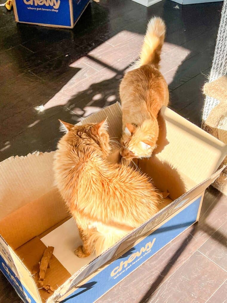 two cats in a box