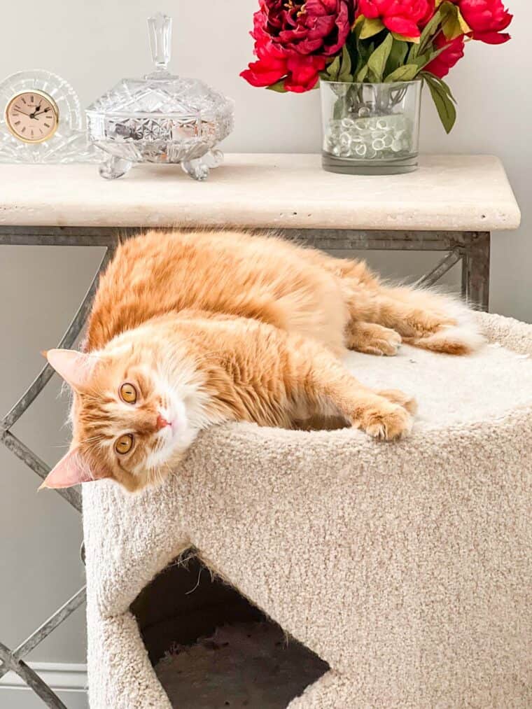 cat laying on cat tower