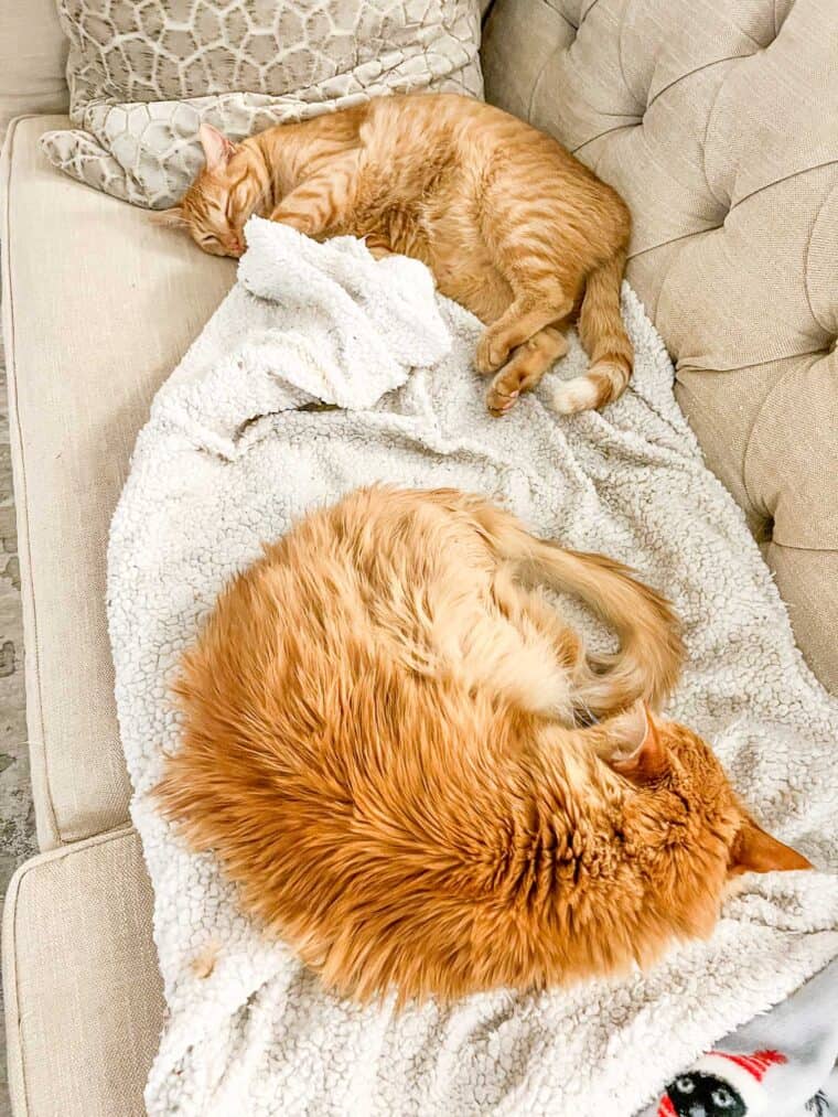 2 cats sleeping on the sofa