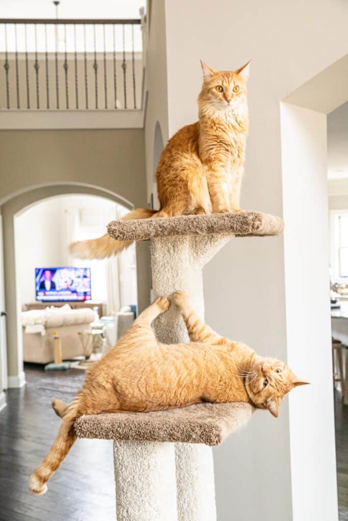 2 cats on the cat tower