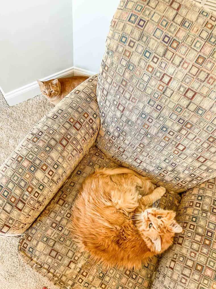 cat in a chair and a cat on the floor