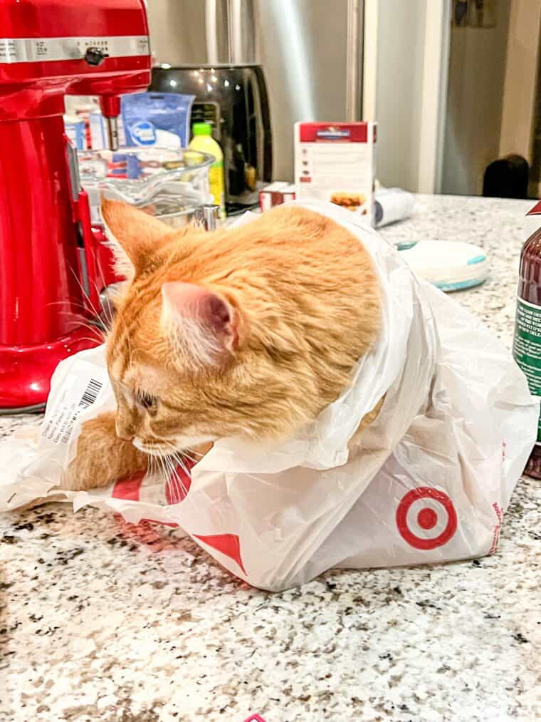 cat in plastic bag