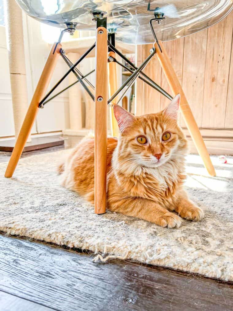 orange cat under a chair