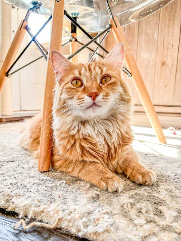 cat sitting under a chair