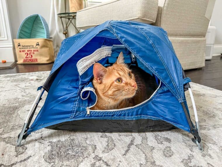 cat in a little tent