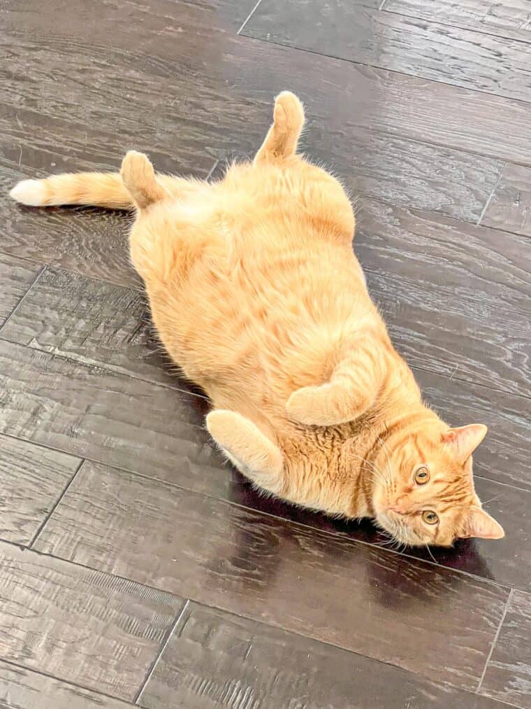 orange cat on its back on the floor