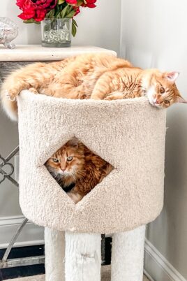 two orange cats on the cat tower