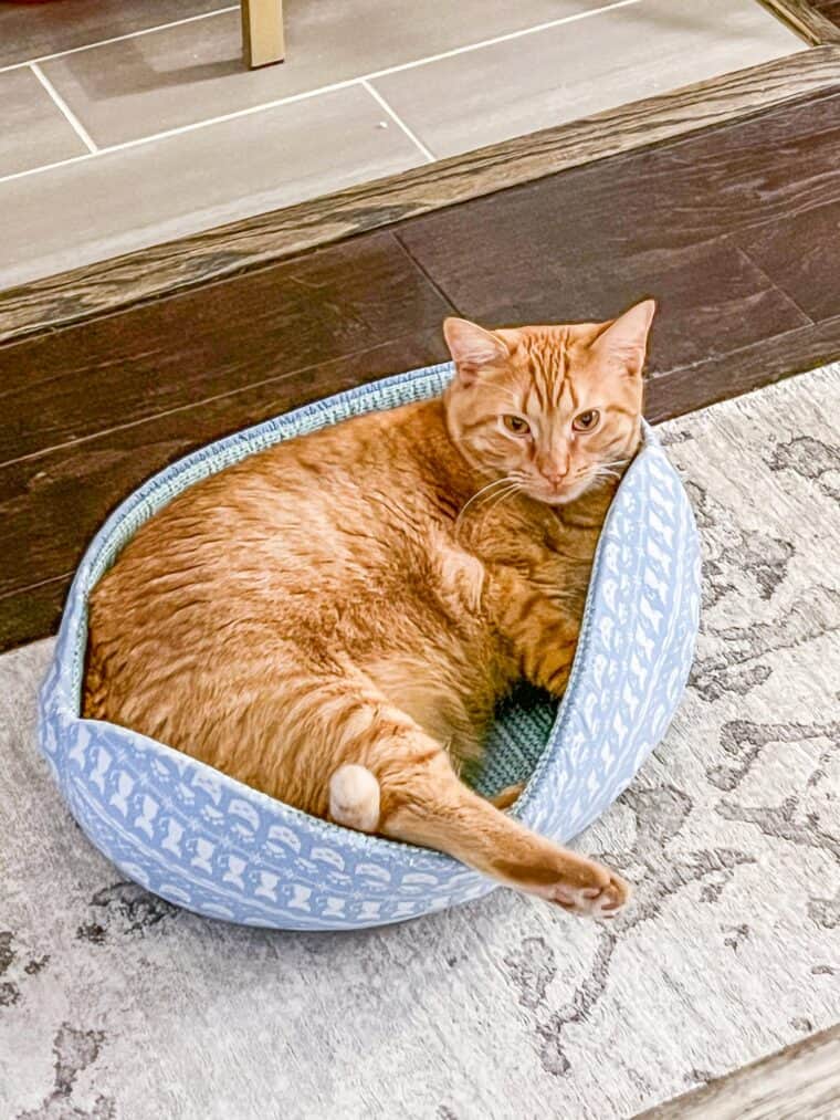 orange cat in a cat bed