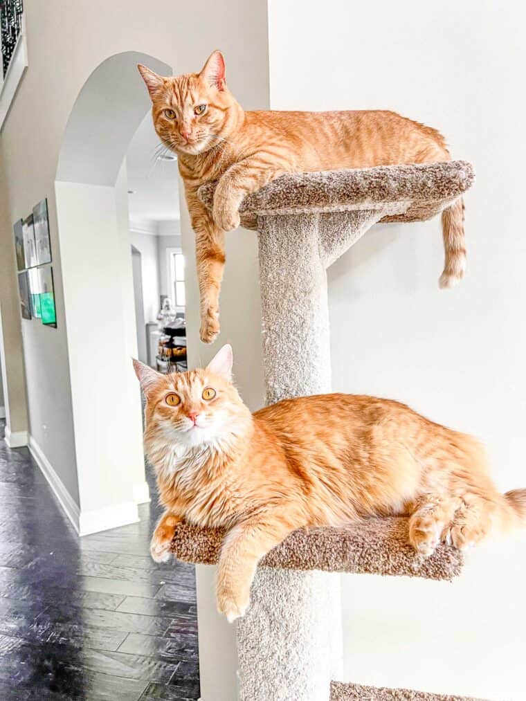 two cats playing on a cat tower