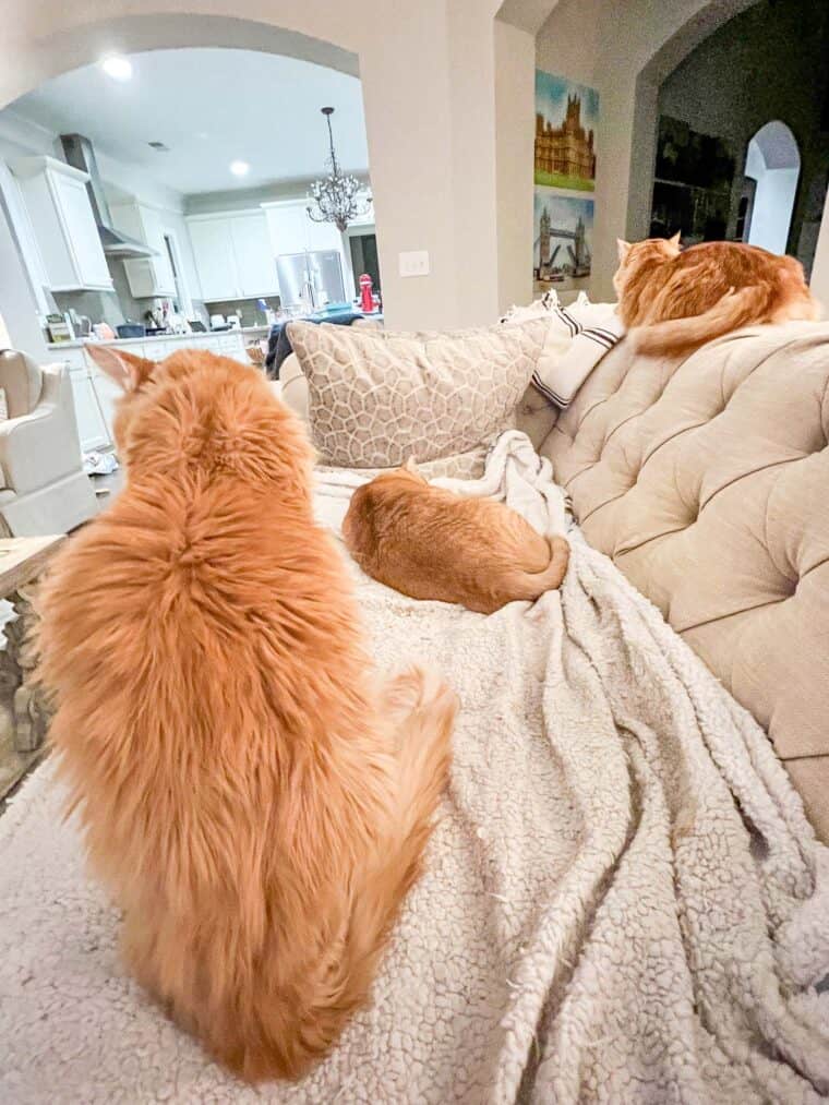 3 cats on the sofa