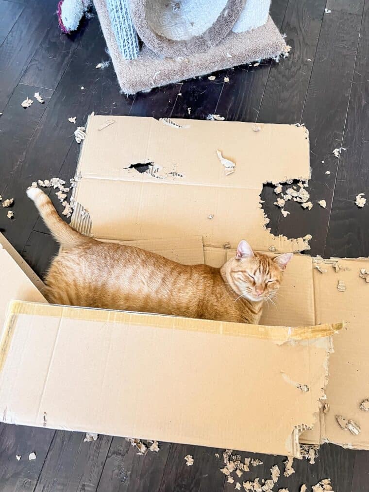 cat laying in box