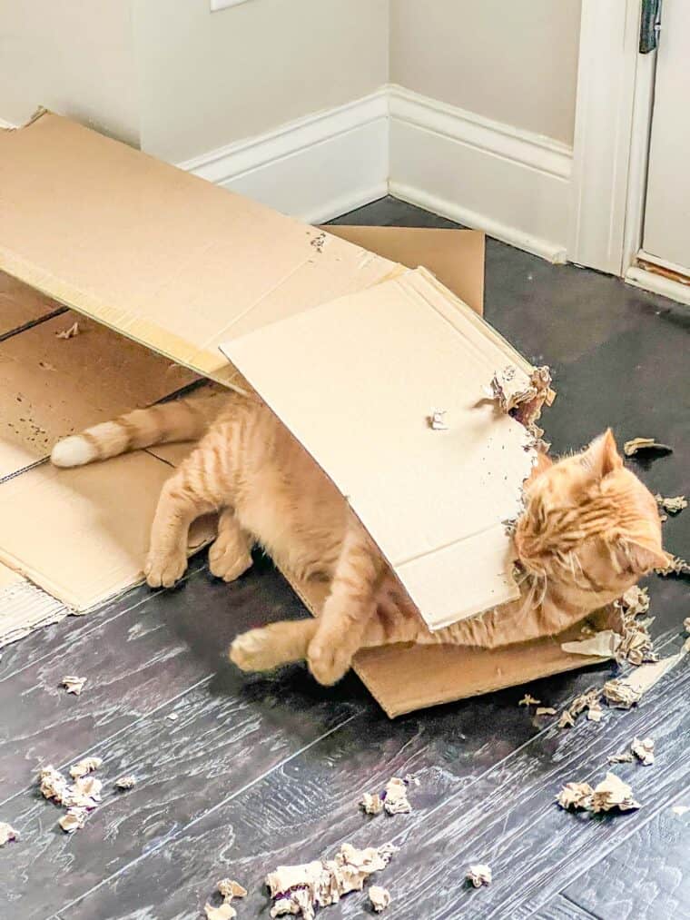 cat eating a box