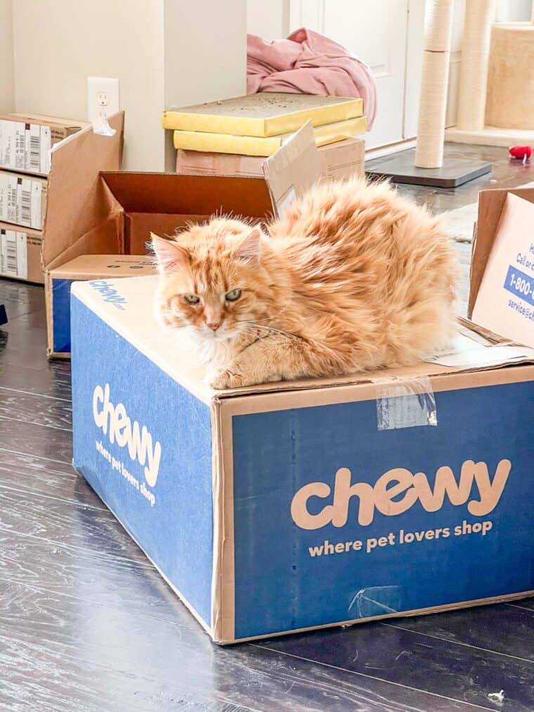 cat on top of a box