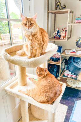 two cats in a cat tower
