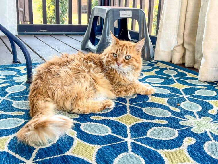 orange cat sitting on a rug outside
