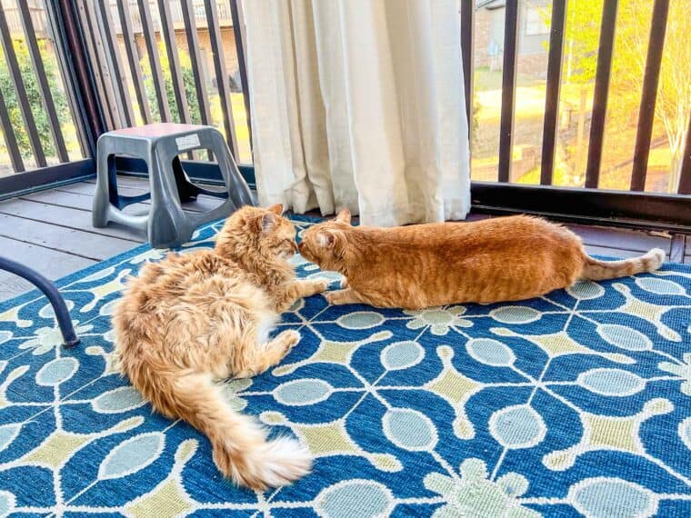 two orange cats sitting on a rug outside