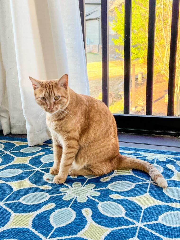 orange cat sitting on a rug outside