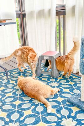 three cats on the screened deck