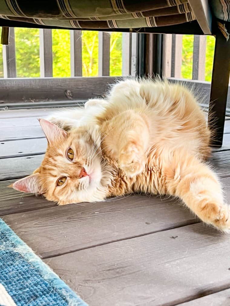 cat laying on the deck under a chair