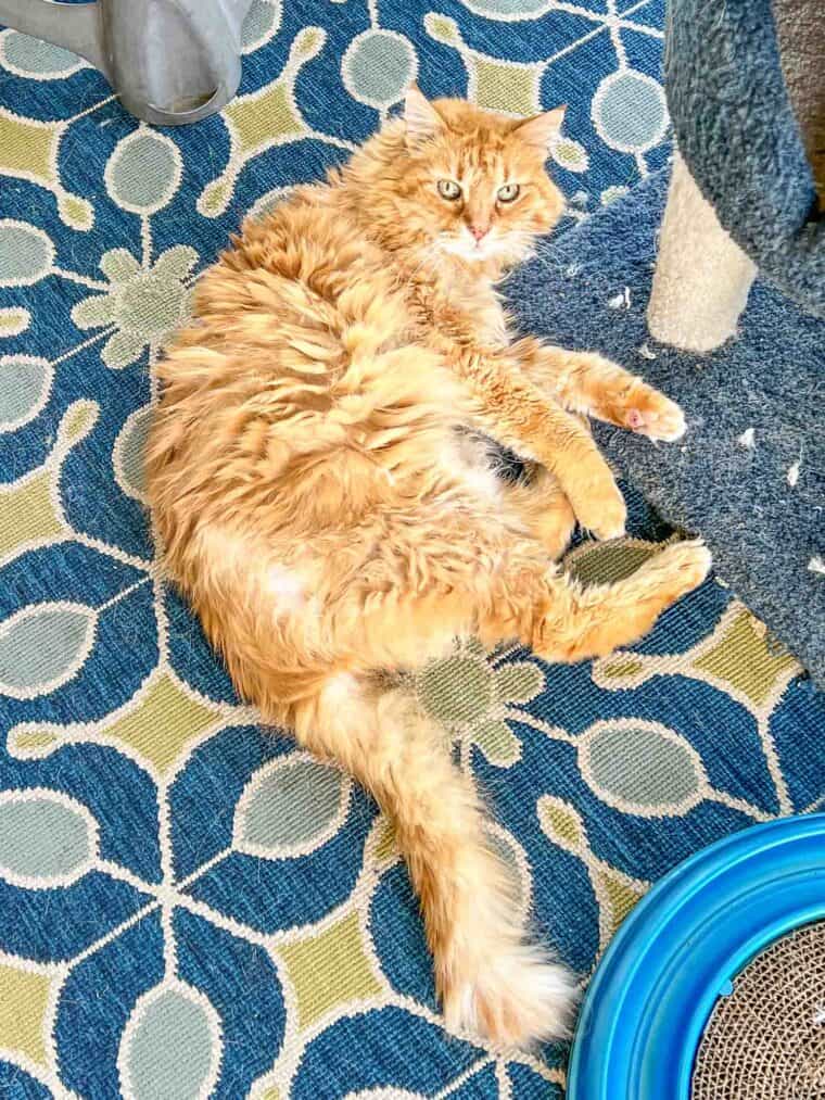 orange cat on the rug outside