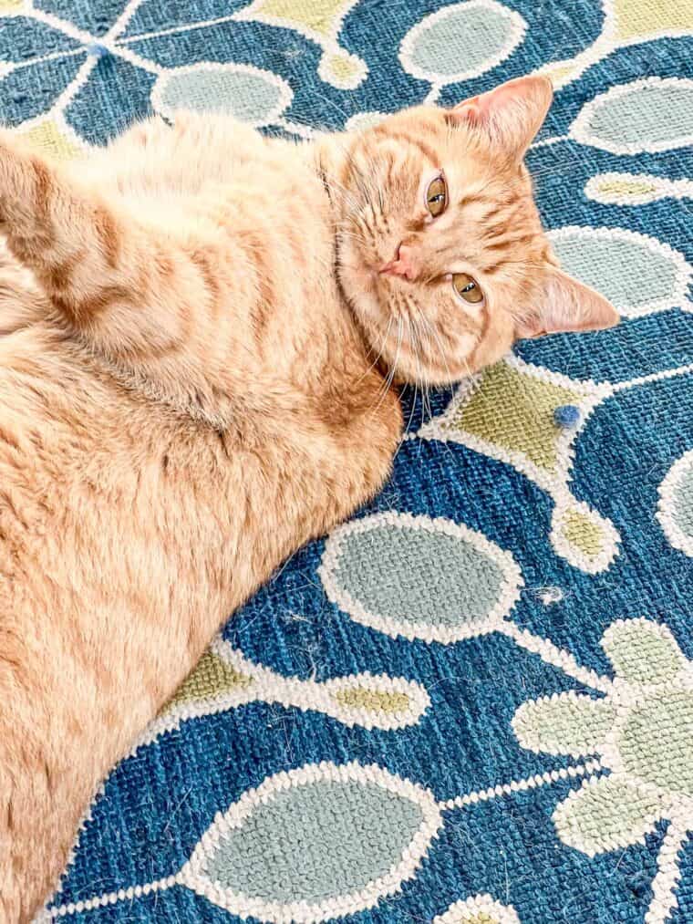 orange cat on the rug