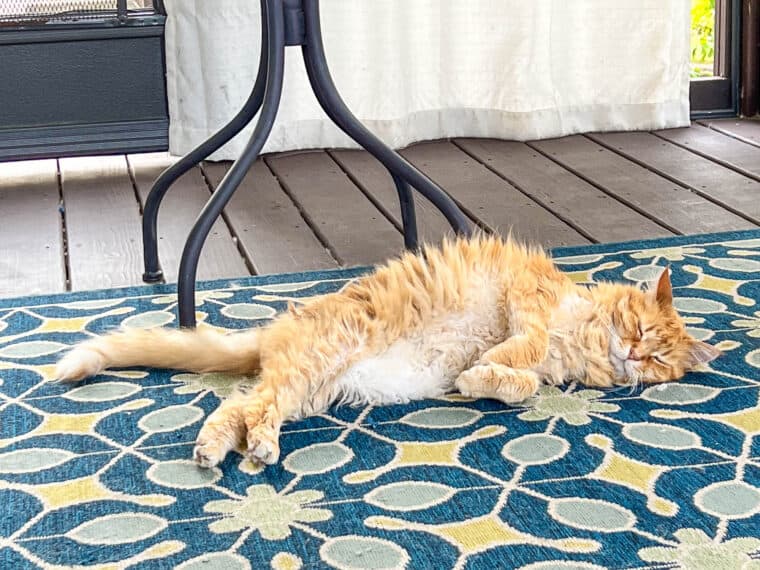 orange cat sleeping on the rug outside