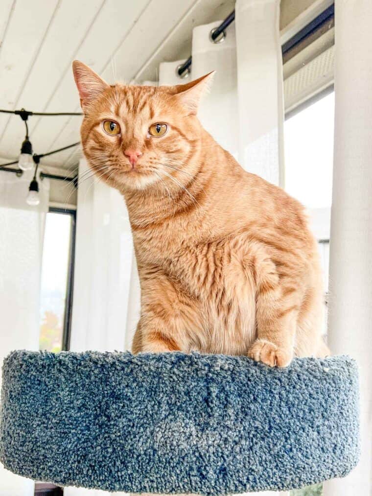 cat in the cat tower