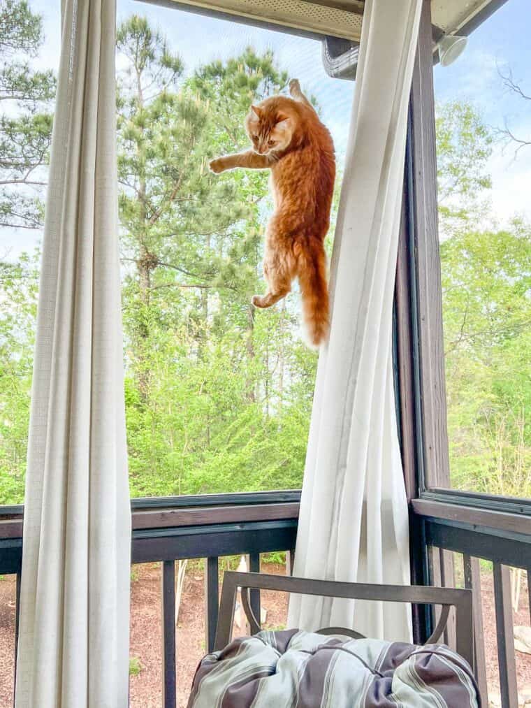 cat hanging from screen
