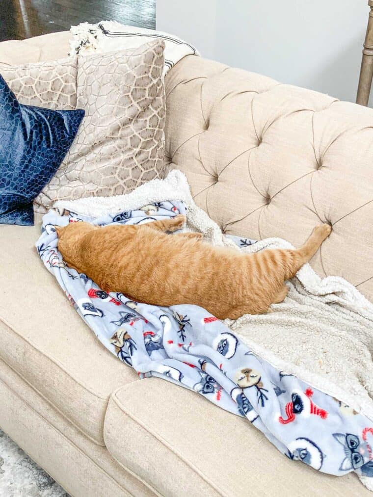 cat sleeping on the sofa