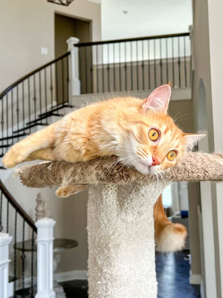 cat laying on a cat tower