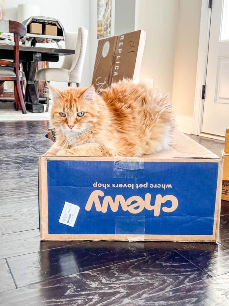 cat sitting on a chewy box
