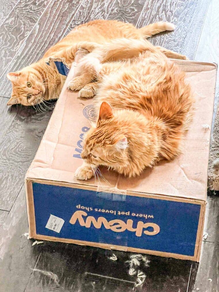 2 cats playing with a box