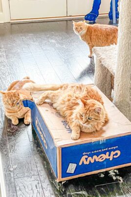 3 cats playing with a box