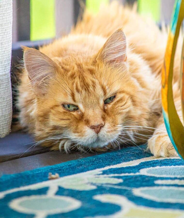 cat laying on the screened porch