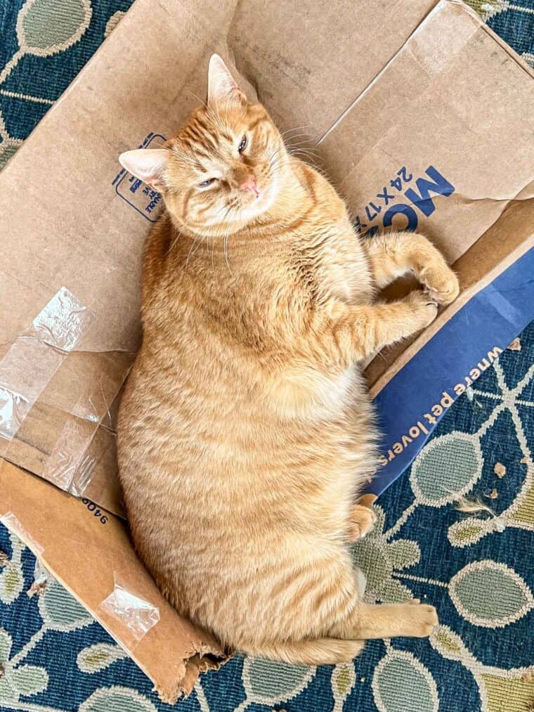 cat sleeping on a box