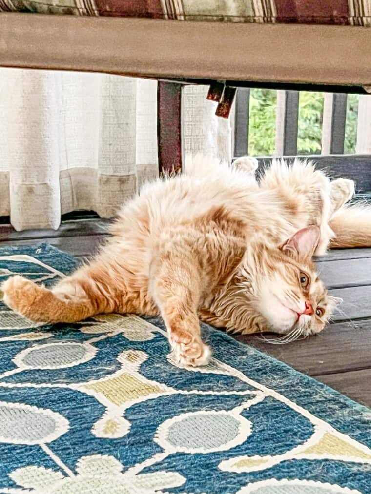 cat laying on screened deck