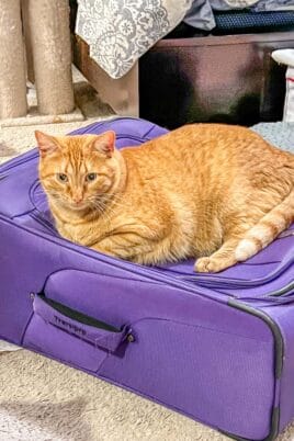 cat sitting on suitcase