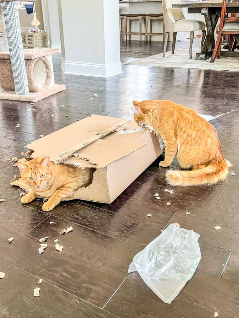 cats playing with a box