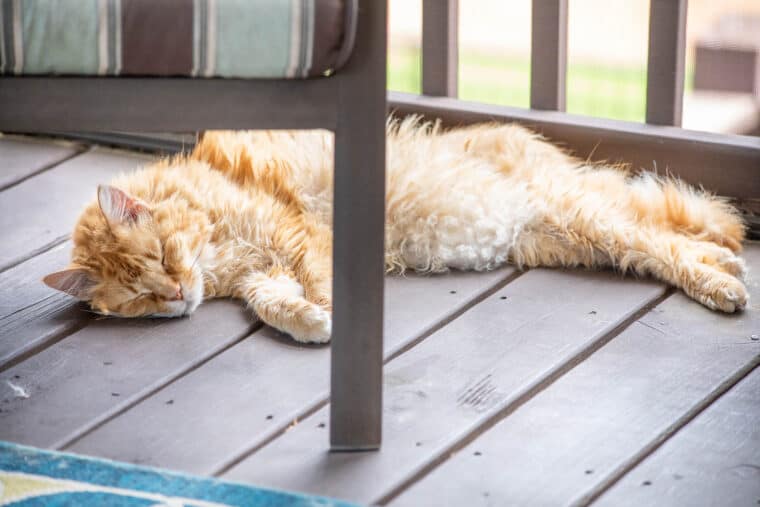 cat sleeping on the deck