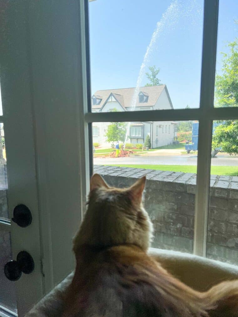 cat looking out the window