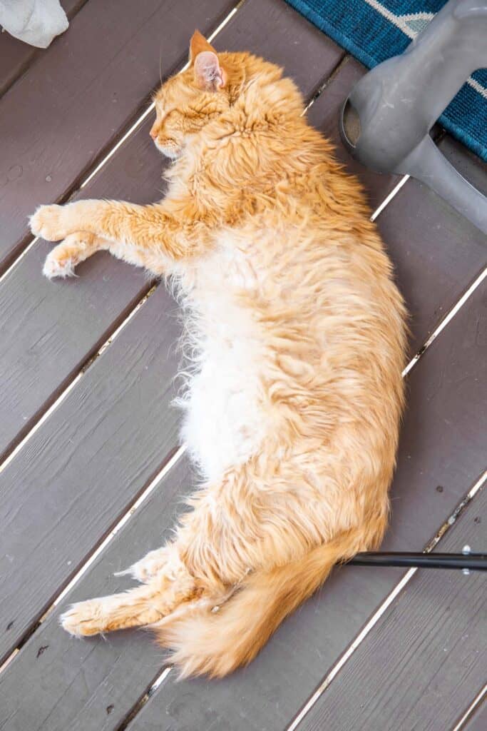 cat laying on deck