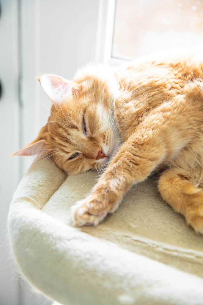 orange cat sleeping in cat tower