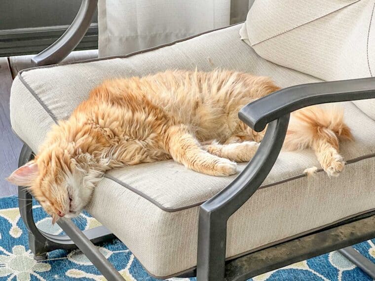 orange cat sleeping in chair