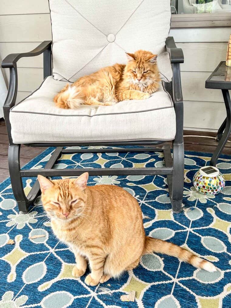 2 orange cats on the deck