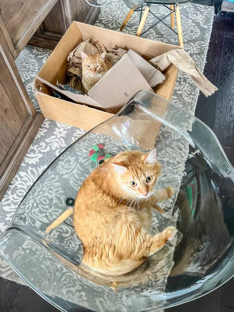cat in a chair and cat in a box