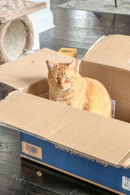 cat in chewy box
