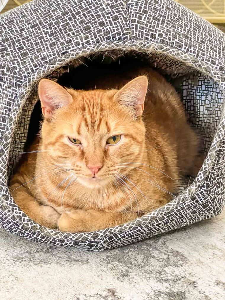 cat in a catbed